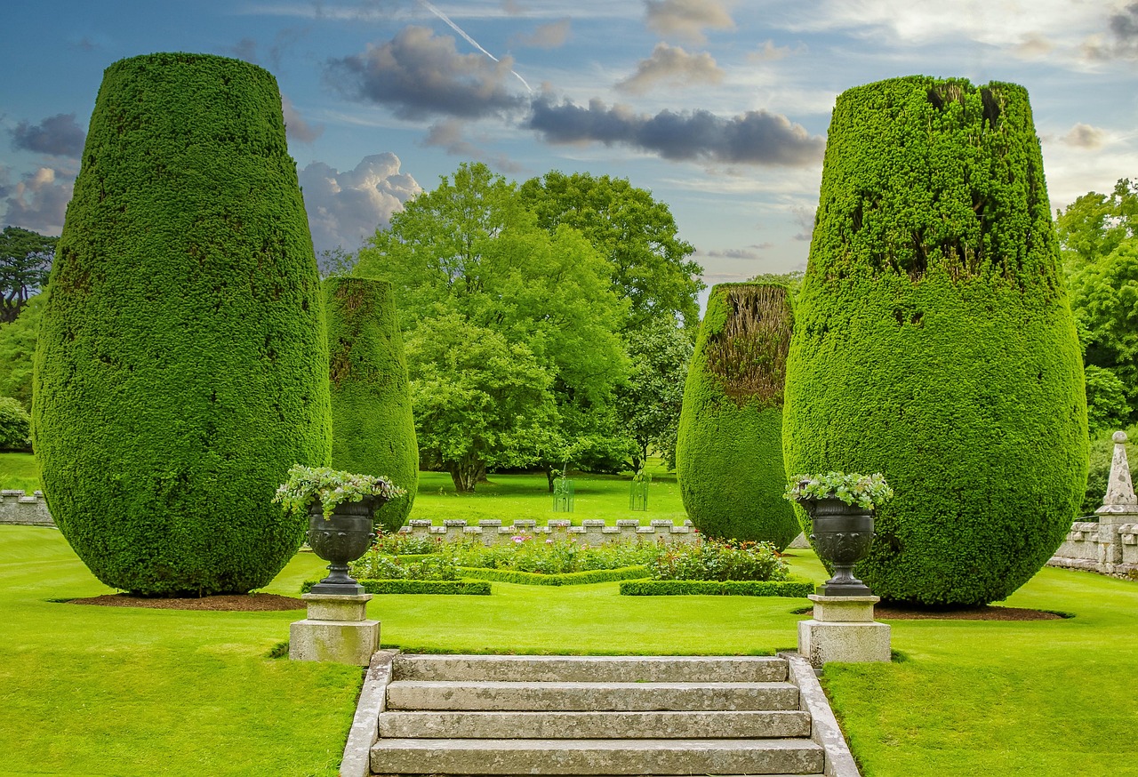 Buxus